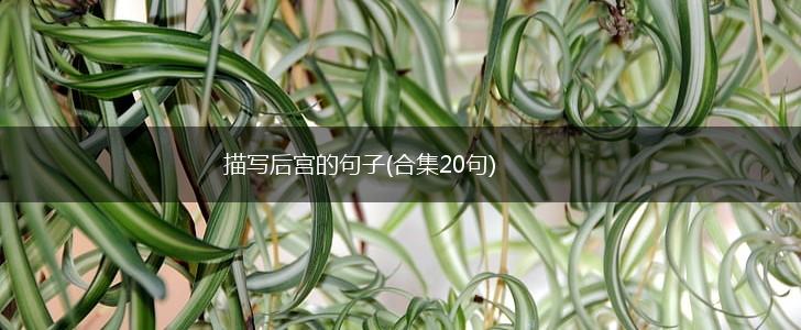 描写后宫的句子(合集20句),第1张