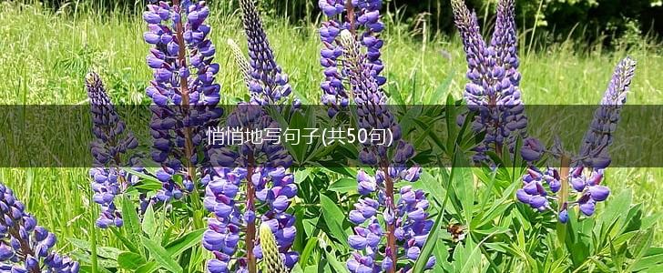 悄悄地写句子(共50句),第1张