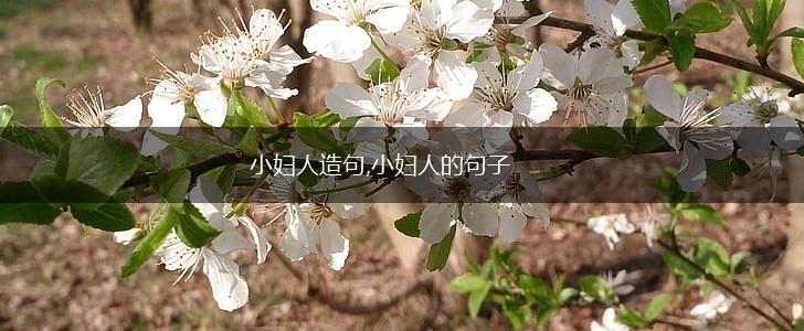 小妇人造句,小妇人的句子,第1张
