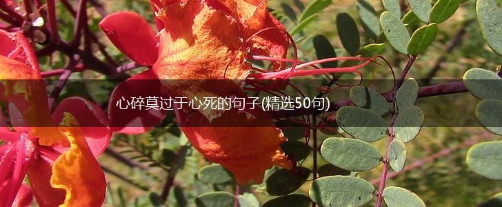 心碎莫过于心死的句子(精选50句),第1张