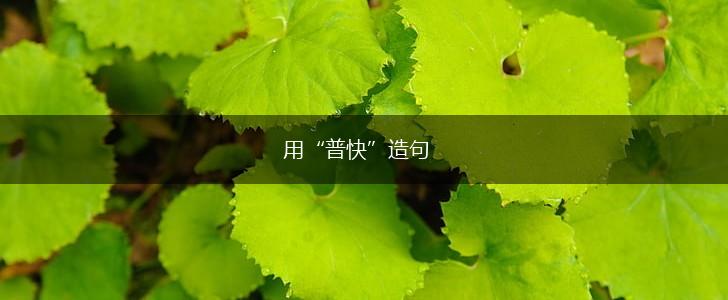 用“普快”造句,第1张