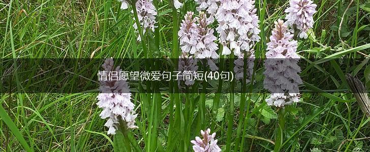 情侣愿望微爱句子简短(40句),第1张