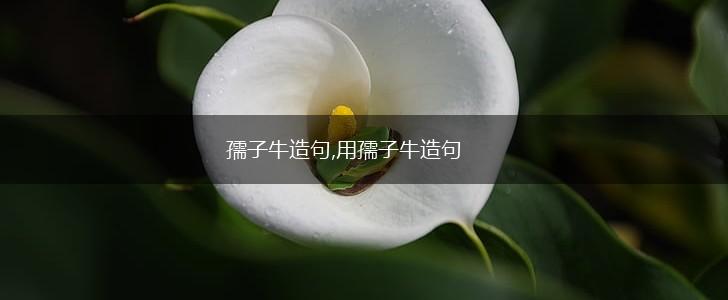 孺子牛造句,用孺子牛造句,第1张