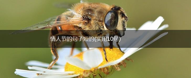 情人节的句子短的(实用10句),第1张