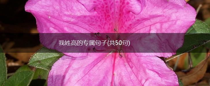 我姓高的专属句子(共50句),第1张