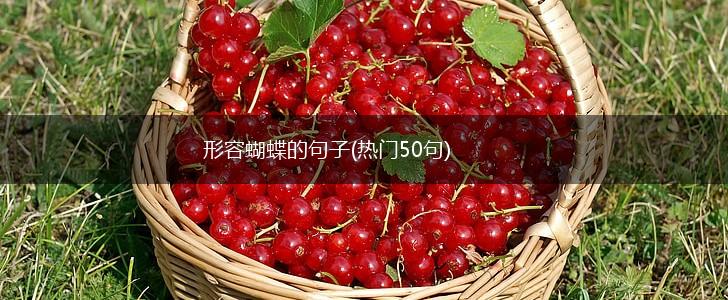 形容蝴蝶的句子(热门50句),第1张