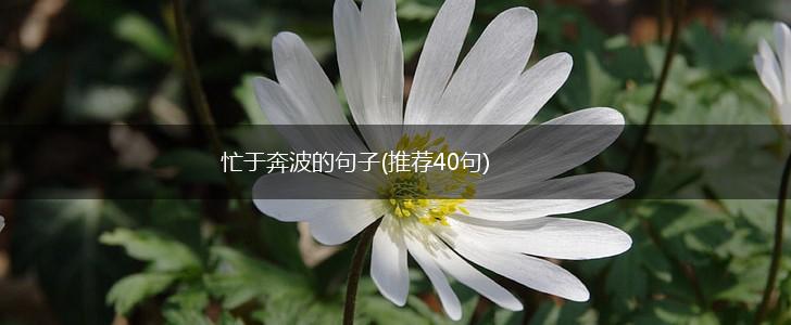忙于奔波的句子(推荐40句),第1张