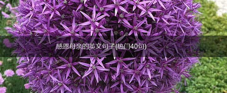 感恩母亲的英文句子(热门40句),第1张