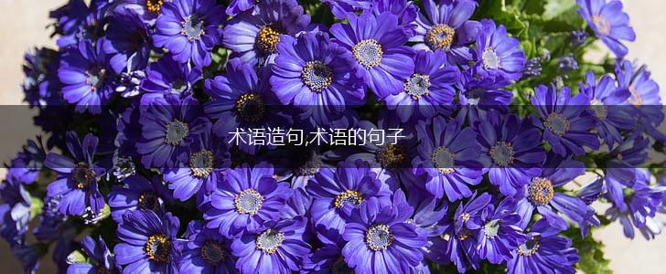 术语造句,术语的句子,第1张
