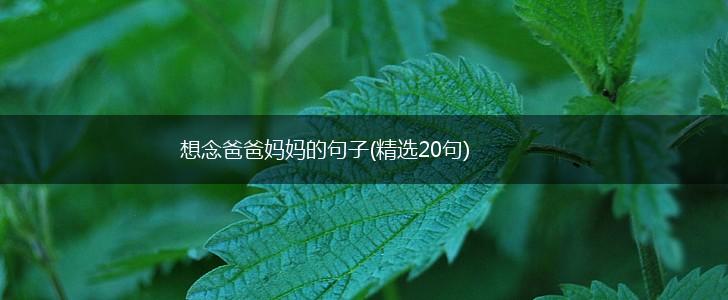想念爸爸妈妈的句子(精选20句),第1张