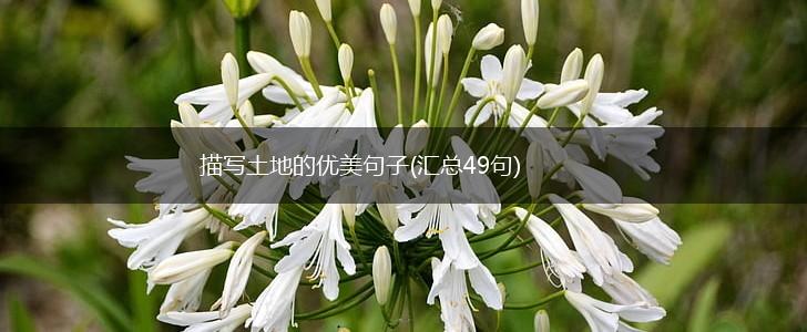 描写土地的优美句子(汇总49句),第1张