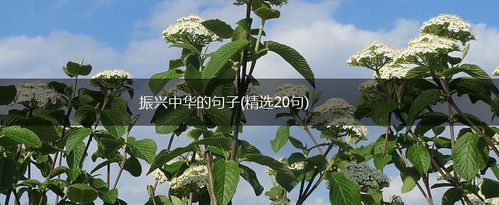 振兴中华的句子(精选20句),第1张