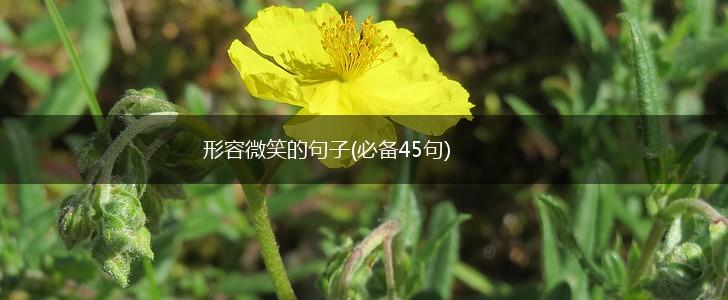 形容微笑的句子(必备45句),第1张
