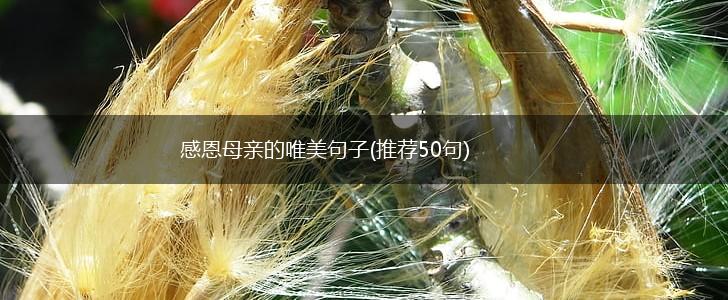 感恩母亲的唯美句子(推荐50句),第1张