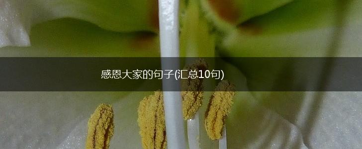 感恩大家的句子(汇总10句),第1张