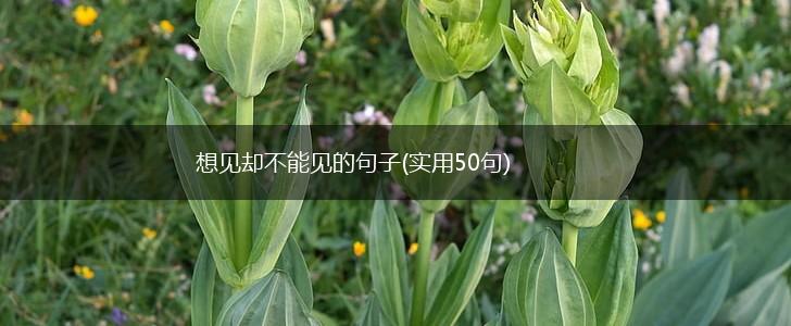 想见却不能见的句子(实用50句),第1张