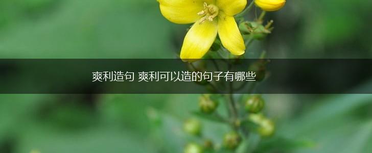 爽利造句 爽利可以造的句子有哪些,第1张