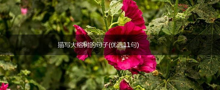 描写大榕树的句子(优选11句),第1张