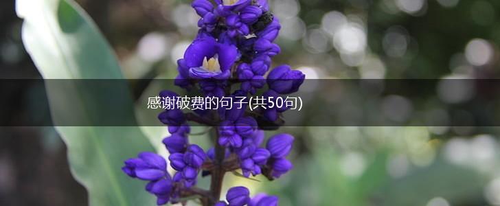 感谢破费的句子(共50句),第1张