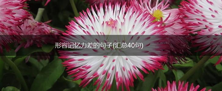 形容记忆力差的句子(汇总40句),第1张