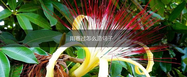 用赛过怎么造句子,第1张