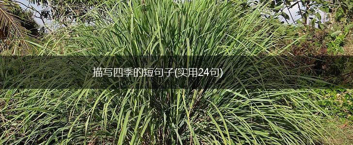 描写四季的短句子(实用24句),第1张