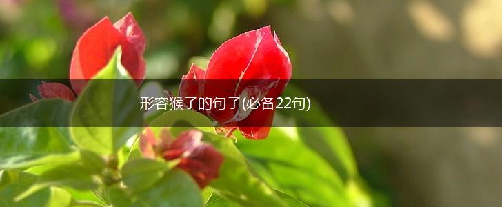 形容猴子的句子(必备22句),第1张