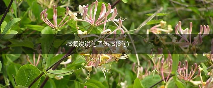 感慨说说句子伤感(8句),第1张