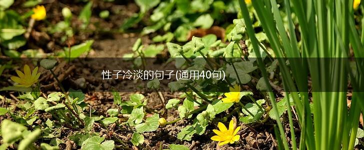 性子冷淡的句子(通用40句),第1张