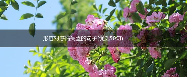 形容对感情失望的句子(优选50句),第1张