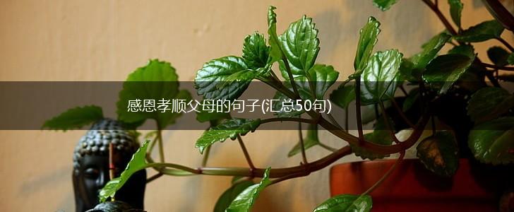 感恩孝顺父母的句子(汇总50句),第1张