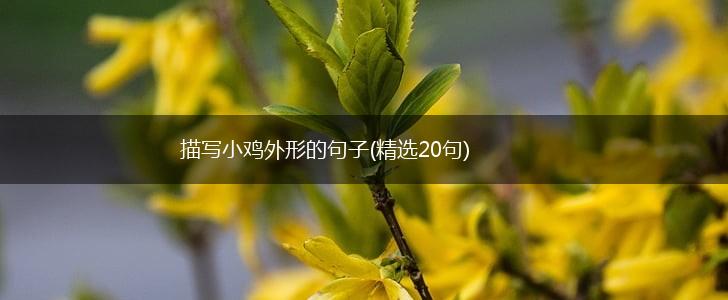 描写小鸡外形的句子(精选20句),第1张