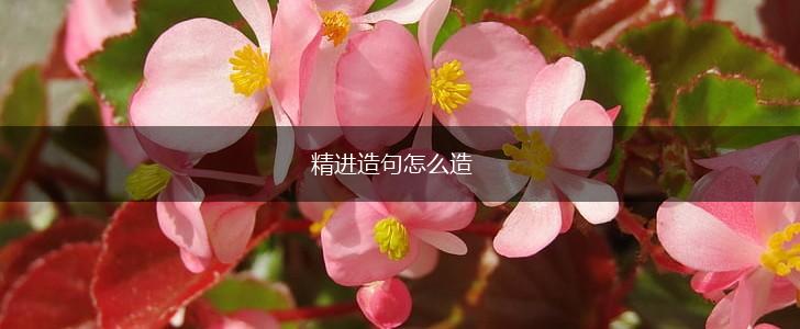 精进造句怎么造,第1张