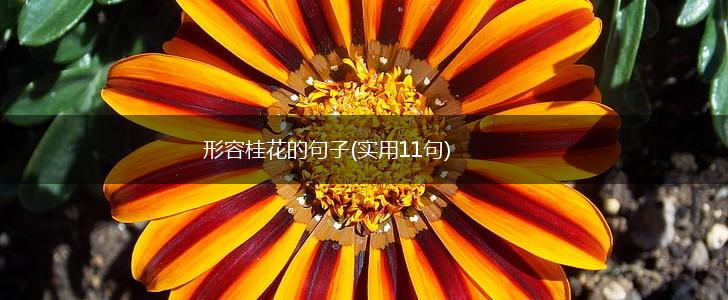 形容桂花的句子(实用11句),第1张