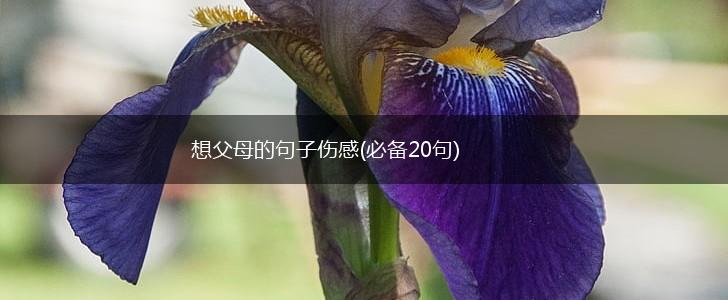 想父母的句子伤感(必备20句),第1张