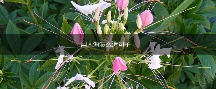 用人海怎么造句子,第1张