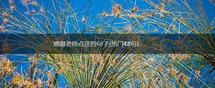 感谢老师点评的句子(热门48句),第1张