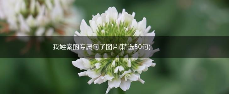 我姓秦的专属句子图片(精选50句),第1张