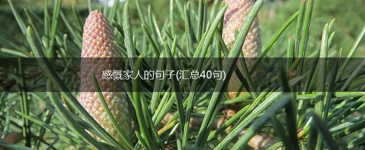 感慨家人的句子(汇总40句),第1张