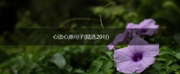 心语心愿句子(精选20句),第1张