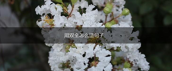用双全怎么造句子,第1张