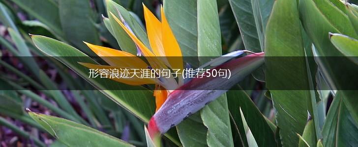 形容浪迹天涯的句子(推荐50句),第1张