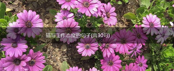 描写工作态度的句子(共30句),第1张