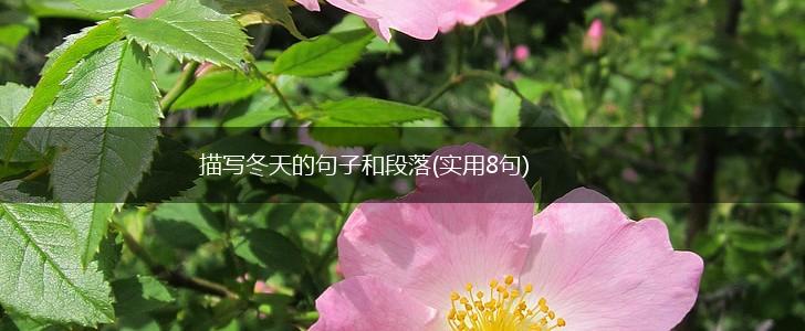 描写冬天的句子和段落(实用8句),第1张