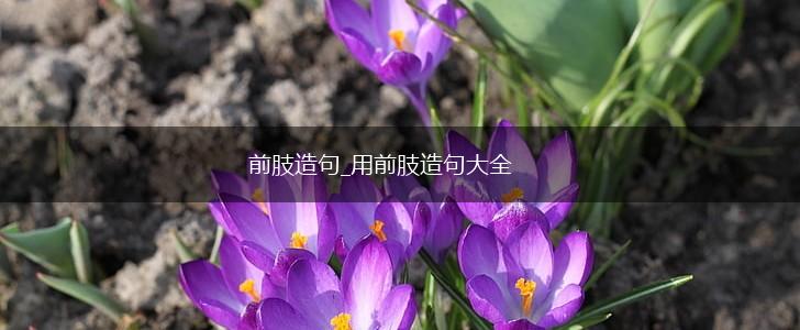 前肢造句_用前肢造句大全,第1张