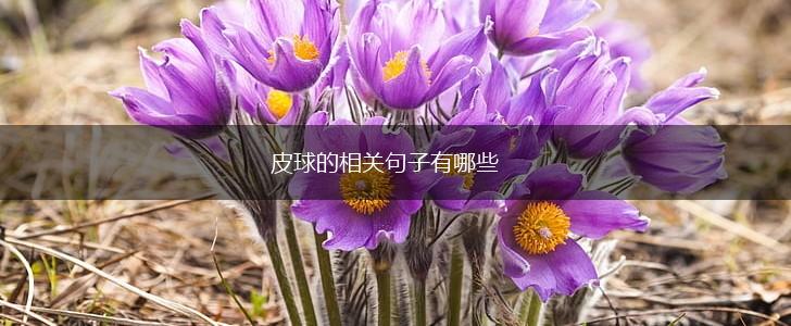皮球的相关句子有哪些,第1张