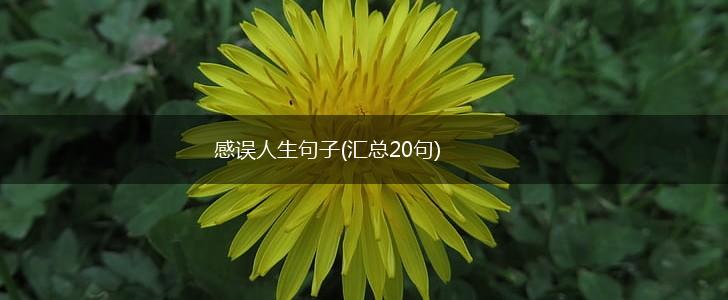 感误人生句子(汇总20句),第1张