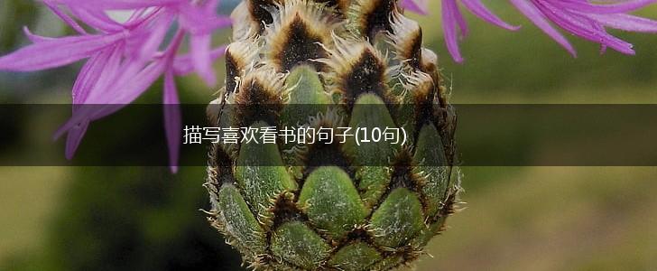 描写喜欢看书的句子(10句),第1张