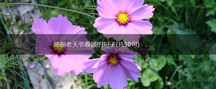 感谢老天爷眷顾的句子(共50句),第1张