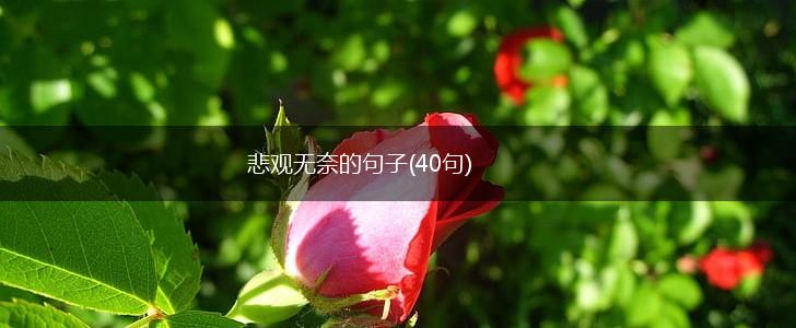 悲观无奈的句子(40句),第1张